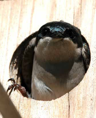 a small bird sticking its head out of a nest box