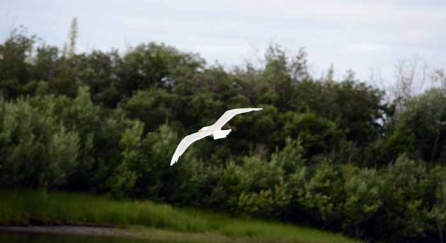 a gull flying over brush