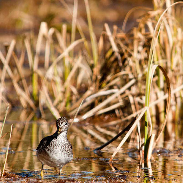 a small shorebird in water