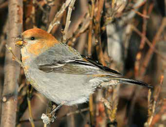 a pine grosbeak, a small gray bird with a reddish head