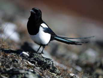 a magpie, a bird with a black head, white body and dark green or black wings