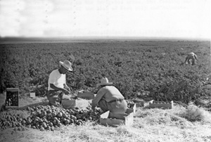 Black and white photo of two workers picking tomatoes in a field 