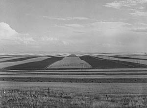 Black and white photo of a large crop field 