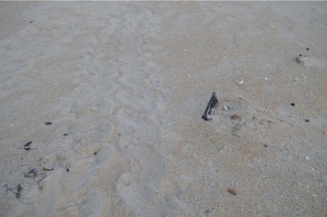 Sea turtle crawl beside an American oystercatcher nest on Bodie Island.