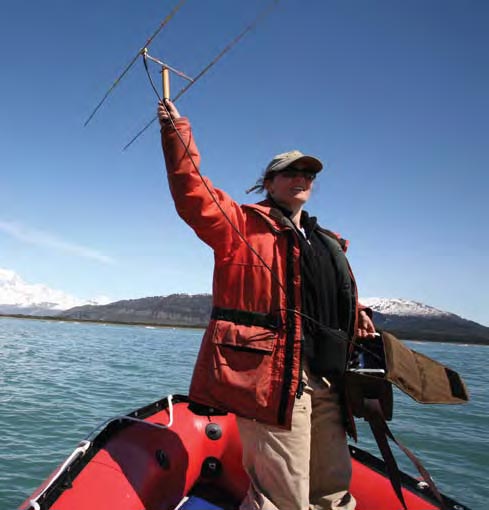 A biologist radio tracks a Kittlitz's murrelet.