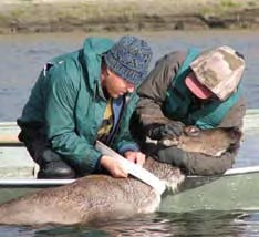 Two people collar a caribou in Kobuk Valley National Park.