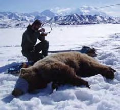 A biologist tests a GPS radio collar on a grizzly bear in Denali. A biologist tests a GPS radio collar on a grizzly bear in Denali.