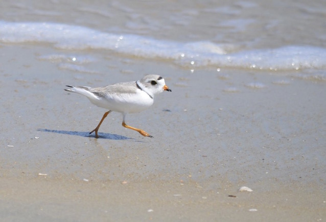 Piping plover running in the surf