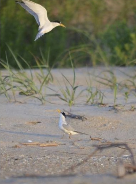 Two Terns on the beach