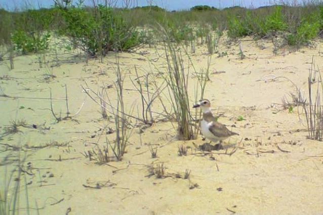 Wilson’s plover shading eggs on Ocracoke Island.