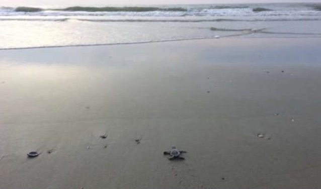 Sea turtle hatchling crawling toward the ocean.