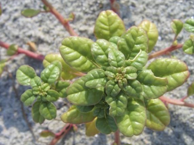 Seabeach amaranth on the beach