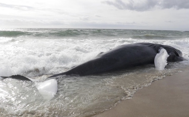 Juvenile humpback whale stranded on the beach.