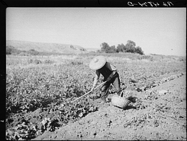 Black and white photo of a laborer working in a field Black and white photo of a laborer working in a field