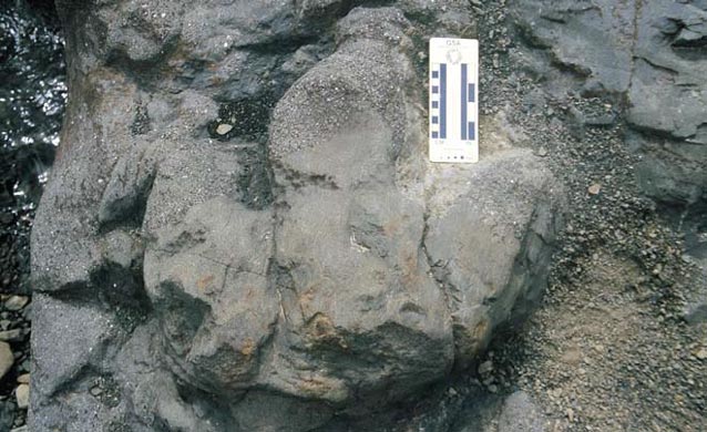 Cretaceous hadrosaur (duck-billed dinosaur) footprint from Denali National Park and Preserve.