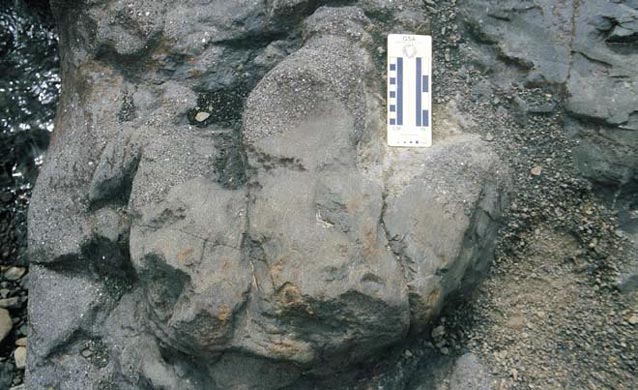 Cretaceous hadrosaur (duck-billed dinosaur) footprint from Denali National Park and Preserve. Cretaceous hadrosaur (duck-billed dinosaur) footprint from Denali National Park and Preserve.