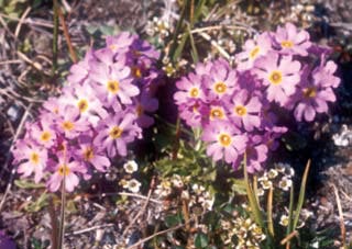 Primula borealis (Primulaceae) a common species known from both sides of the Bering Strait Primula borealis (Primulaceae) a common species known from both sides of the Bering Strait