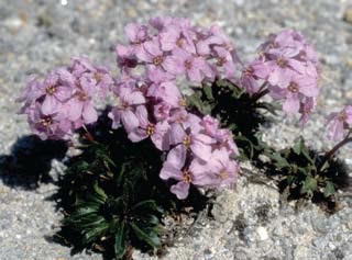 Parrya nauruaq in the Seward Peninsula. 