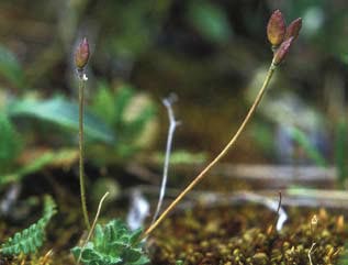 Draba pauciflora  recently was found in Alaska. 