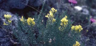 Oxytrotis tananensis, an Alaska endemic of dry rocky slopes.