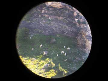 Photo of mountain goats taken through a scope Photo of mountain goats taken through a scope