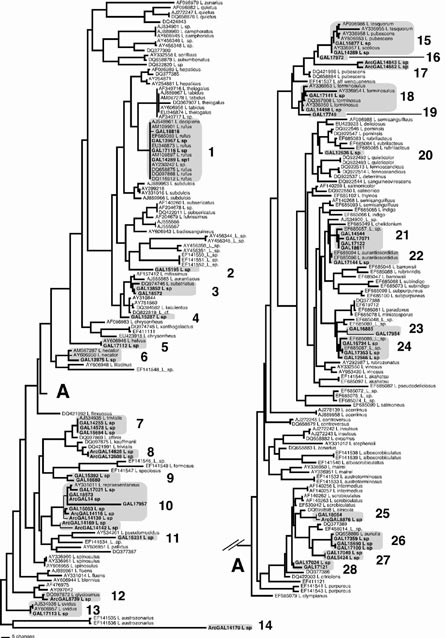 a midpoint-rooted tree of the phylogenetic spread of Alaskan Lactarius sequences