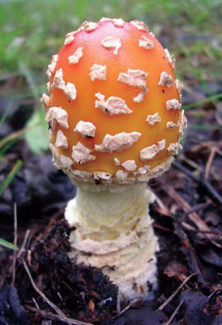 The Amanita muscaria, the Fly Agaric, morphologi-cal species.