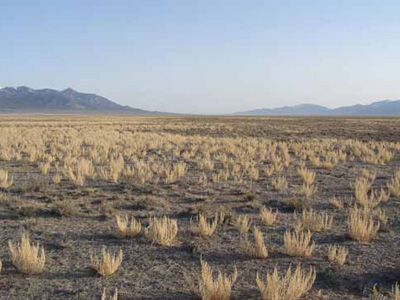 A seeming sea of low-to-the-ground Halogeton plants A seeming sea of low-to-the-ground Halogeton plants