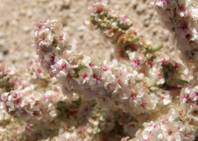 Clusters of numerous tiny white and pink flowers