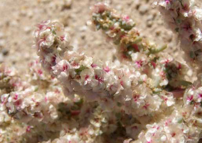 Clusters of numerous tiny white and pink flowers Clusters of numerous tiny white and pink flowers