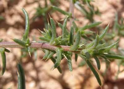 Close-up of cylindrical, bristle-tipped halogeton leaves