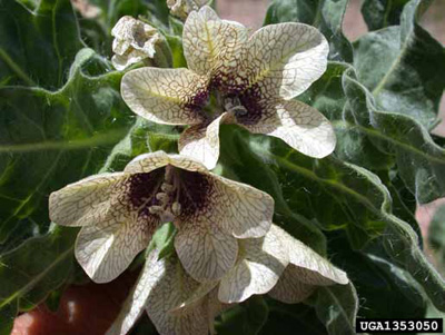 Two yellowish white flowers with dark purple centers