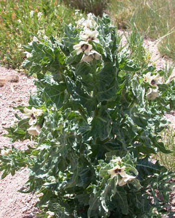 black henbane plant showing leaves, flowers, and branched stems