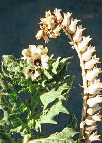 A column of white, pineapple-shaped sepals concealing black henbane fruits