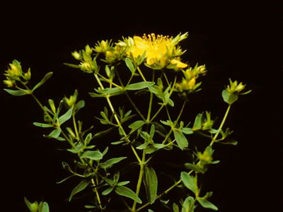 Top of a flowering St. Johnswort plant against a dark background