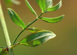 Close-up of St. Johnswort leaves