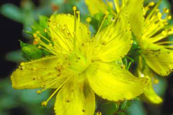 Close-up of bright yellow St. Johnswort flowers Close-up of bright yellow St. Johnswort flowers