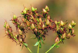 A cluster of small egg-shaped fruits