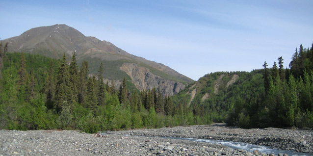 A hard grey peak rises behind the soft spires of a spruce-birch forest.