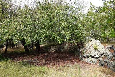 fruit trees