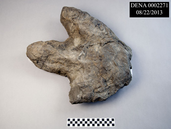 a dinosaur track a dinosaur track