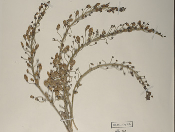 a dried plant a dried plant