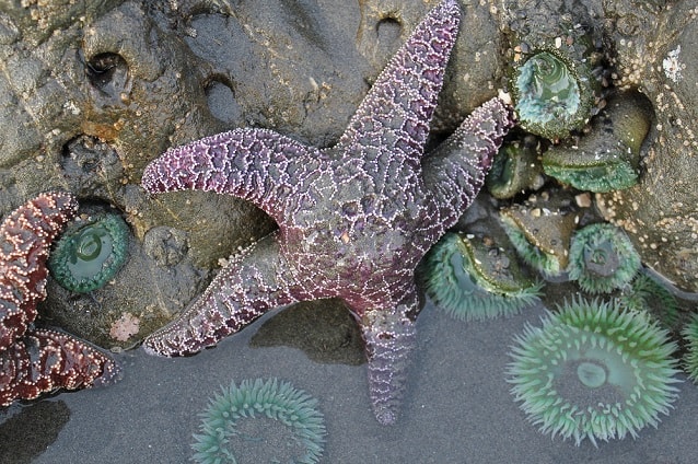 Seastars and anemones