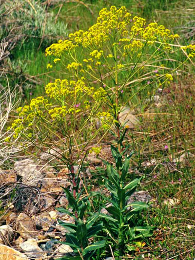 Dyer's woad plants with small yellow flowers at the tips of a highly branched inflorescence