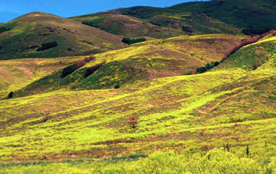 A landscape of rolling hills largely covered in bright yellow dyer's woad