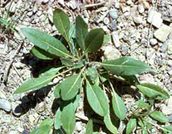 Rosette of dyer's woad leaves on the ground