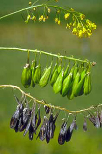 From top to bottom: stems with flowers, unripe fruits, and ripe fruits of dyer’s woad From top to bottom: stems with flowers, unripe fruits, and ripe fruits of dyer’s woad