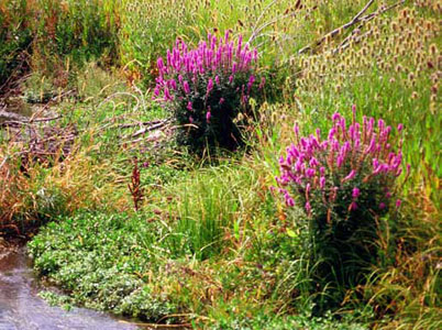 Two clusters of flowering purple loosestrife