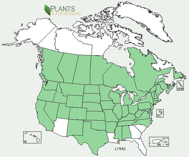 Distribution map for purple loosestrife