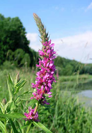 A long spike of magenta flowers